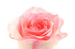 Rose on a white background