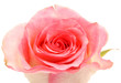 Rose on a white background