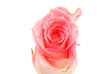 Rose on a white background