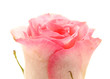 Rose on a white background