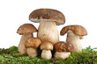 Foto: Boletus Edulis mushrooms - Funghi porcini Boletus Edulis mushrooms - Funghi porcini