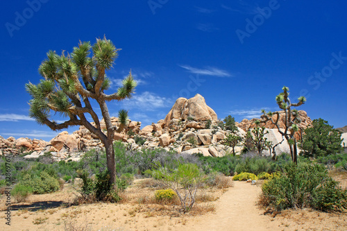 Photo: Landscape with joshua tree (Joshua Tree NP) Landscape with joshua tree (Joshua Tree NP)