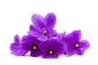 Beautiful Flower with Water Drops - Spring Concept
