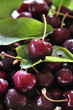 Cerises