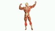 localisation des muscles jumeaux sur un écorché