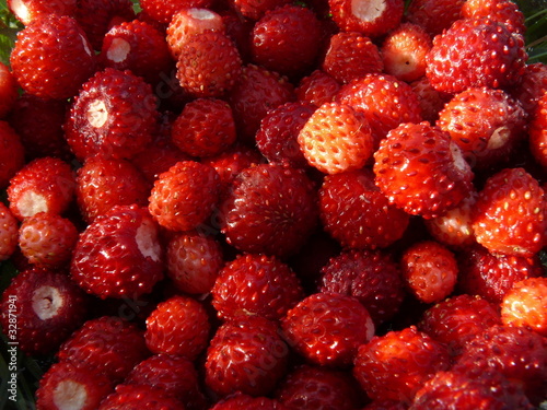 Photo: Rote Walderdbeeren im Garten Rote Walderdbeeren im Garten