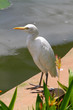 Egret.. Egret..