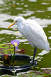 Egret.. Egret..