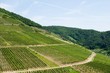 Weinwandern