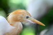 Egret.. Egret..