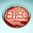 EHEC / Enterohämorrhagische Escherichia coli in Petrischale