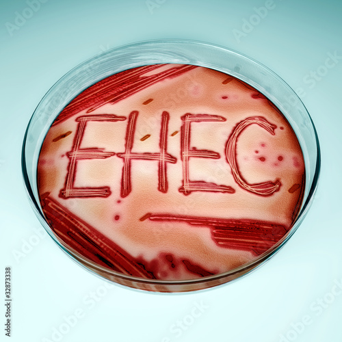 Illustration: EHEC / Enterohämorrhagische Escherichia coli in Petrischale EHEC / Enterohämorrhagische Escherichia coli in Petrischale