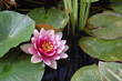 Pink Waterlily