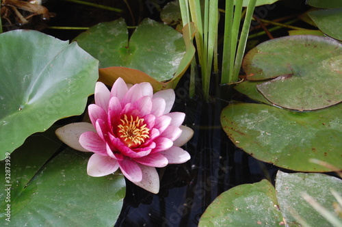 Photo: Pink Waterlily Pink Waterlily