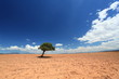 Afrika Steppe