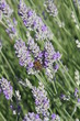 lavandes et son abeille