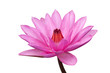 Water lily isolated on white background