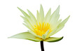 Water lily isolated on white background