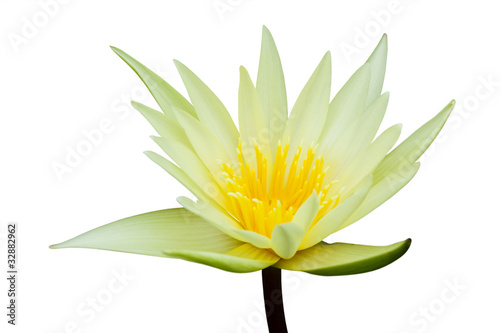 Photo: Water lily isolated on white background Water lily isolated on white background