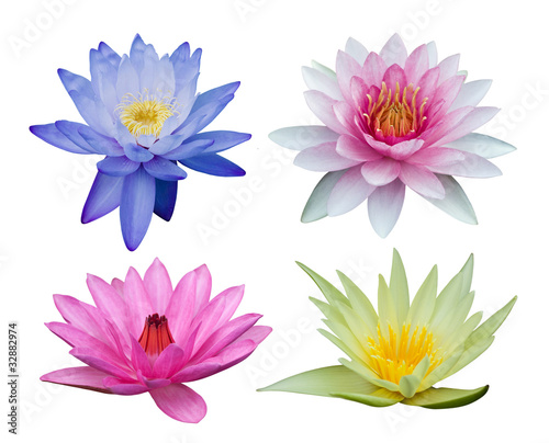 Photo: Water lily set isolated on white Water lily set isolated on white