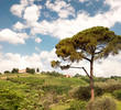 Hills Breganze - Veneto - Italy
