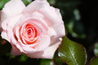 Rose et nature Rose et nature