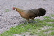 Braune Henne auf einer Wiese