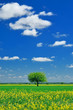 Spring Landscape