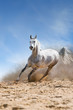 arabian horse runs gallop in the dist