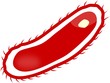 Escherichia coli - EHEC
