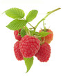 Photo: twig with ripe raspberries twig with ripe raspberries