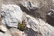 Plant growing in Walled City of Dubrovnic in Croatia Europe