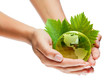 planète terre mains écologie / green earth globe in hands planète terre mains écologie / green earth globe in hands
