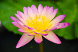 pink waterlily