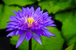 purple waterlily