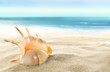 Shell on the beach