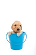 Puppy in bucket