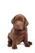 Chocolate labrador retriever puppy