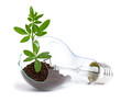 lightbulb with plant growing inside