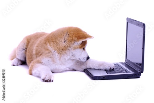Photo: liegender Akita Welpe zeigt mit Pfote auf Laptop liegender Akita Welpe zeigt mit Pfote auf Laptop