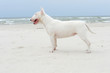 Bull terrie on the beach.