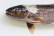 fischkopf