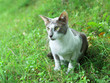 Oriental Shorthair cat on the grass