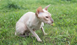 Closeup of Sphinx Cat lying on the grass