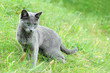 Russian Blue Cat. Foreign Blue. Stand On the grass