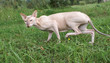 Sphinx Cat on the grass. Hunting and walk