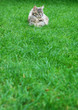 Maine Coon Cat. On the grass.