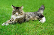 Maine Coon Cat lying on the grass