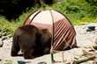 Photo: Bear looking in a tent Bear looking in a tent