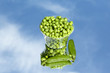 Fresh green pea Fresh green pea